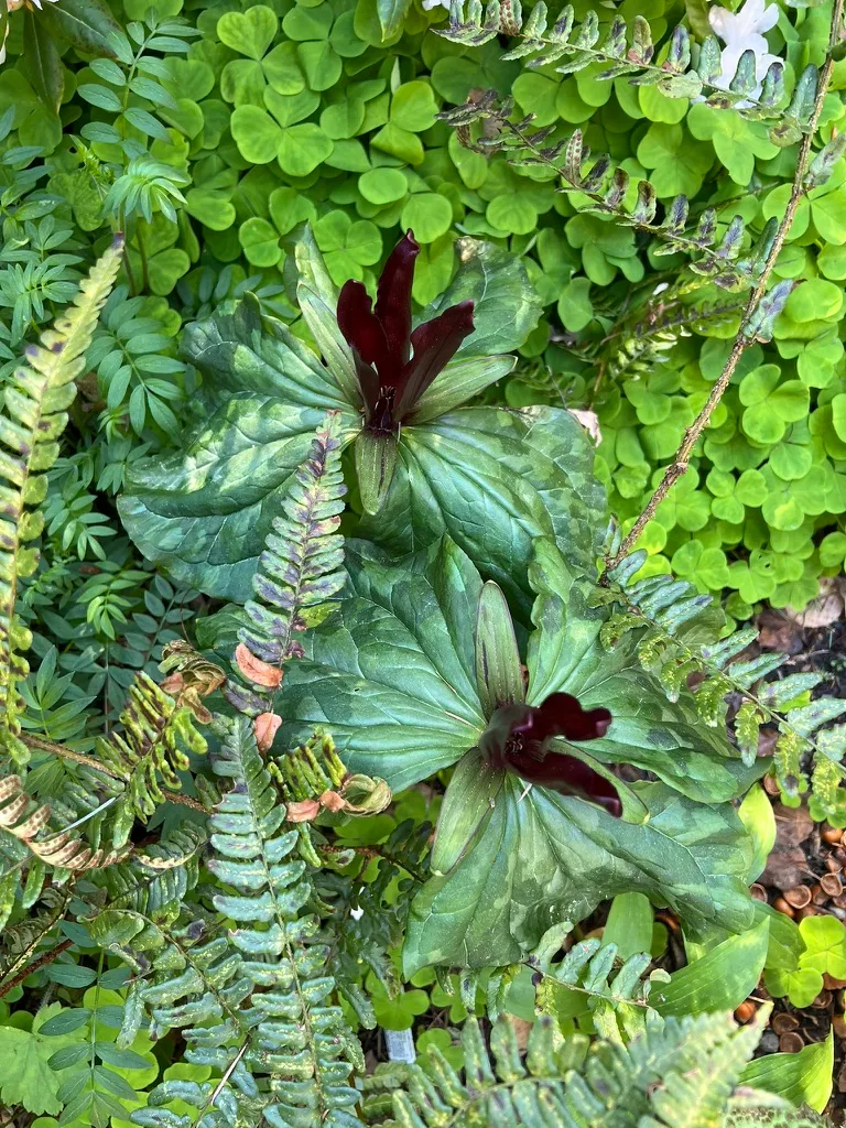Trillium kurabayashii, giant purple wakerobin