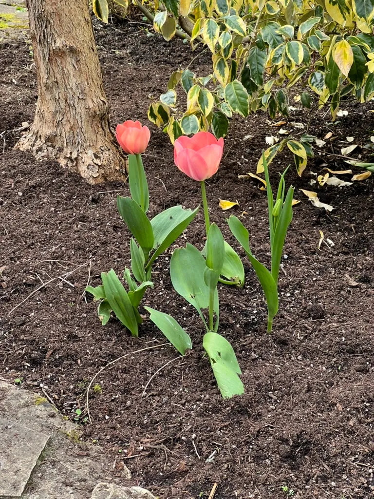 Tulipa spp., tulips