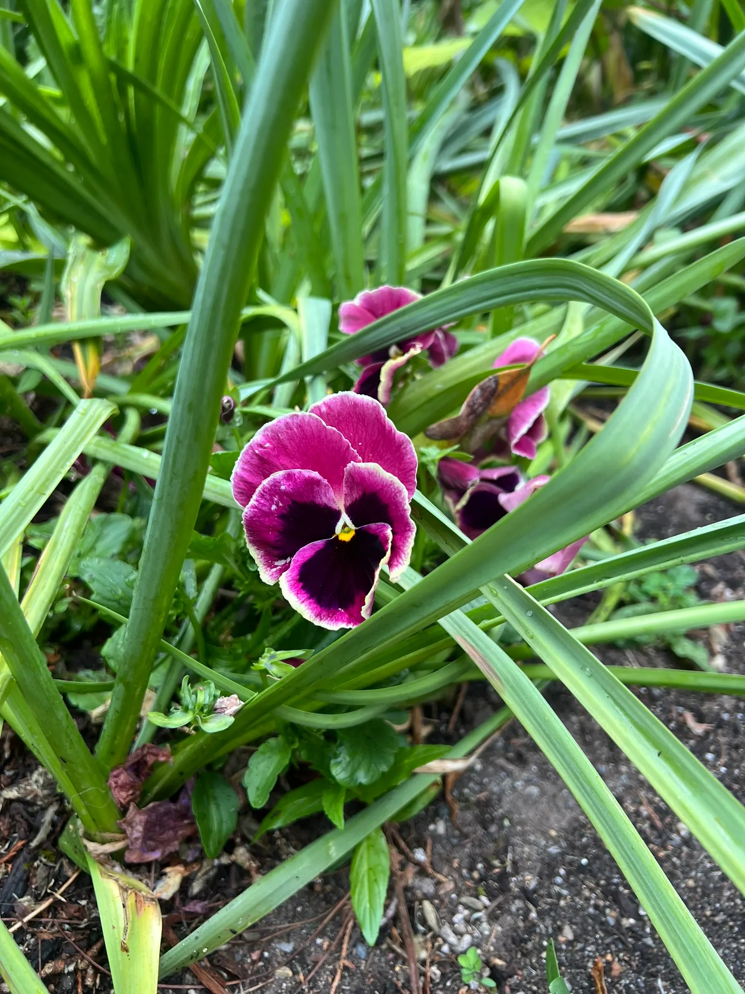 x Viola wittrockiana, pansy