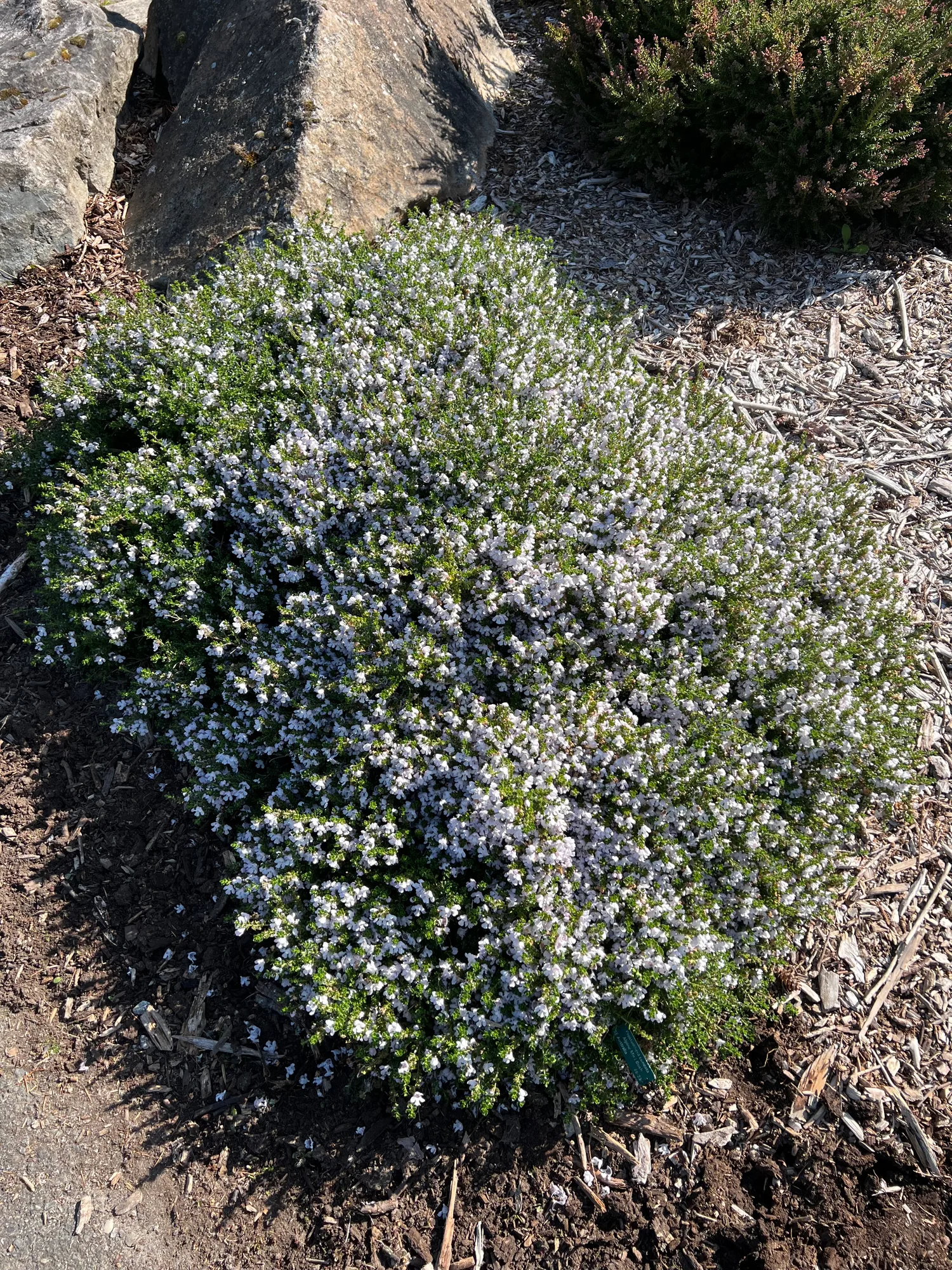 Prostanthera cuneata, alpine mint bush — mounding evergreen (Lamiaceae) (image 1 of 6)