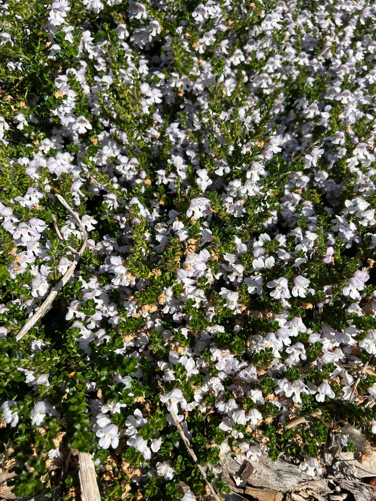 Prostanthera cuneata, alpine mint bush — mounding evergreen (Lamiaceae) (image 2 of 6)