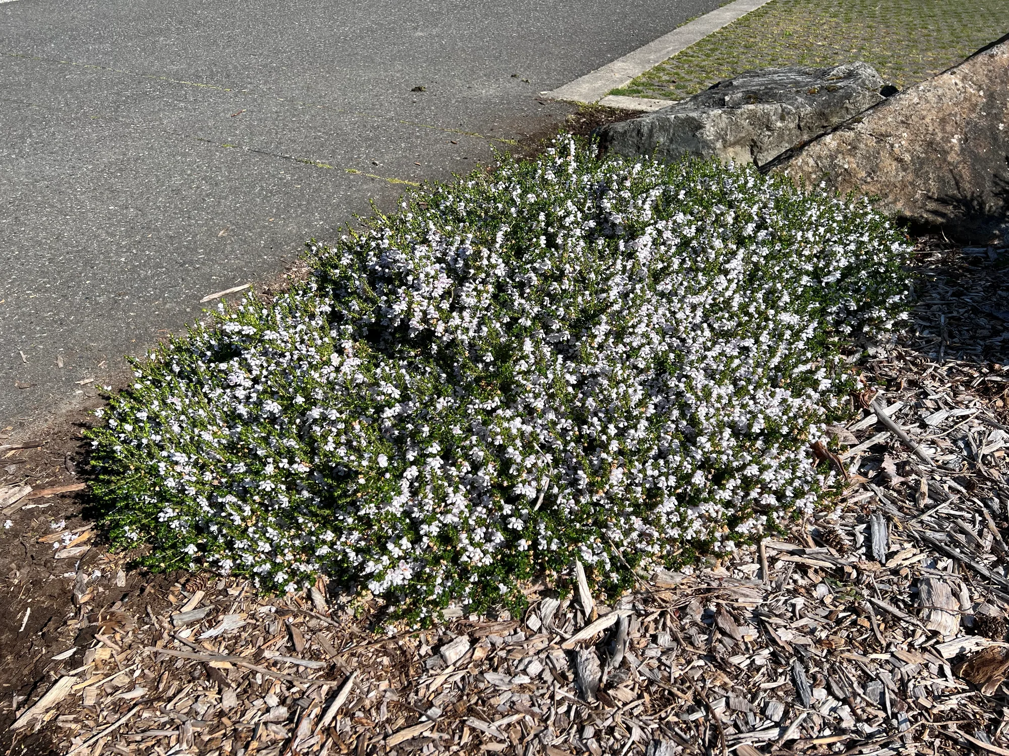 Prostanthera cuneata, alpine mint bush — mounding evergreen (Lamiaceae) (image 3 of 6)