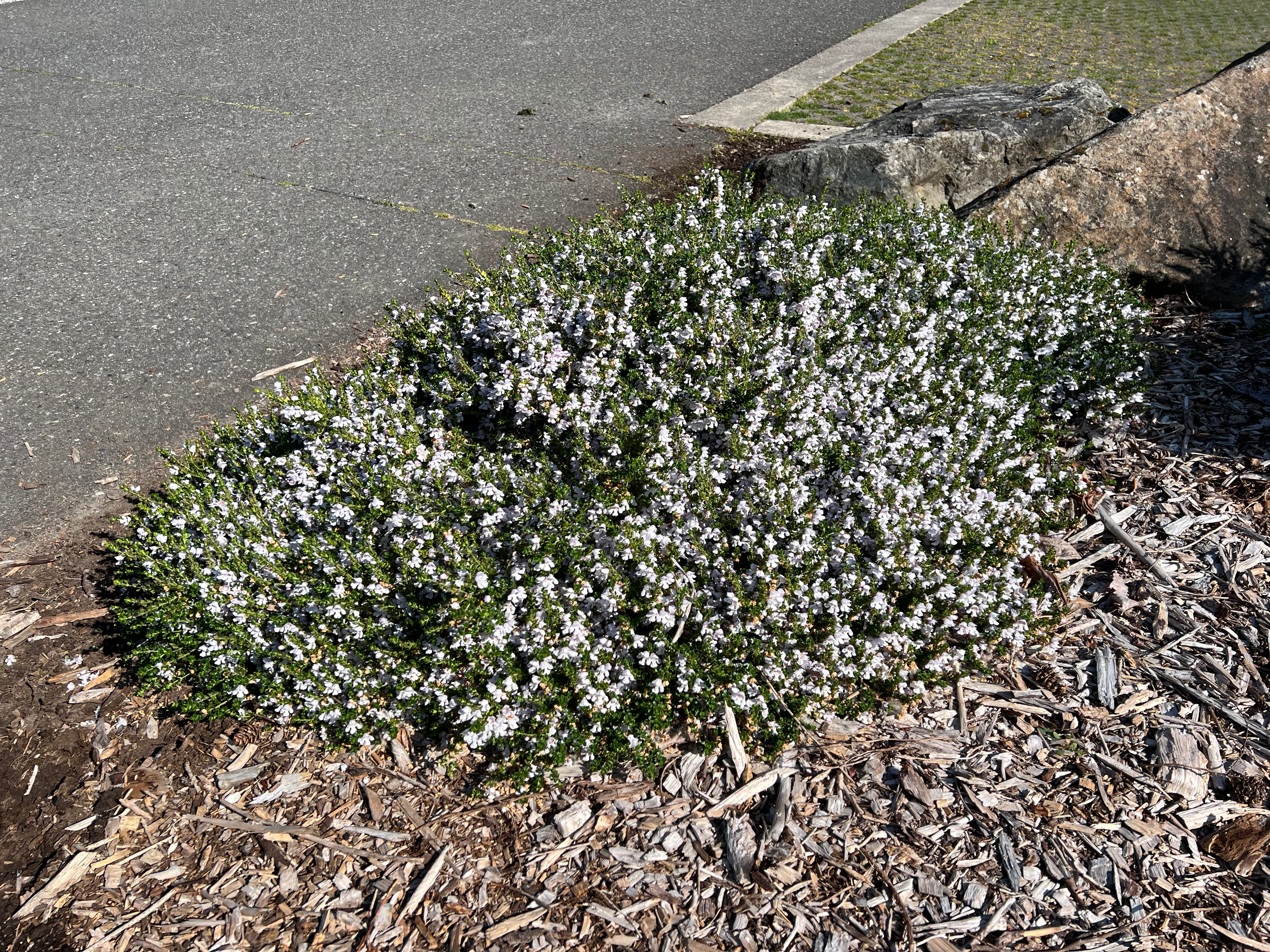 Prostanthera cuneata, alpine mint bush