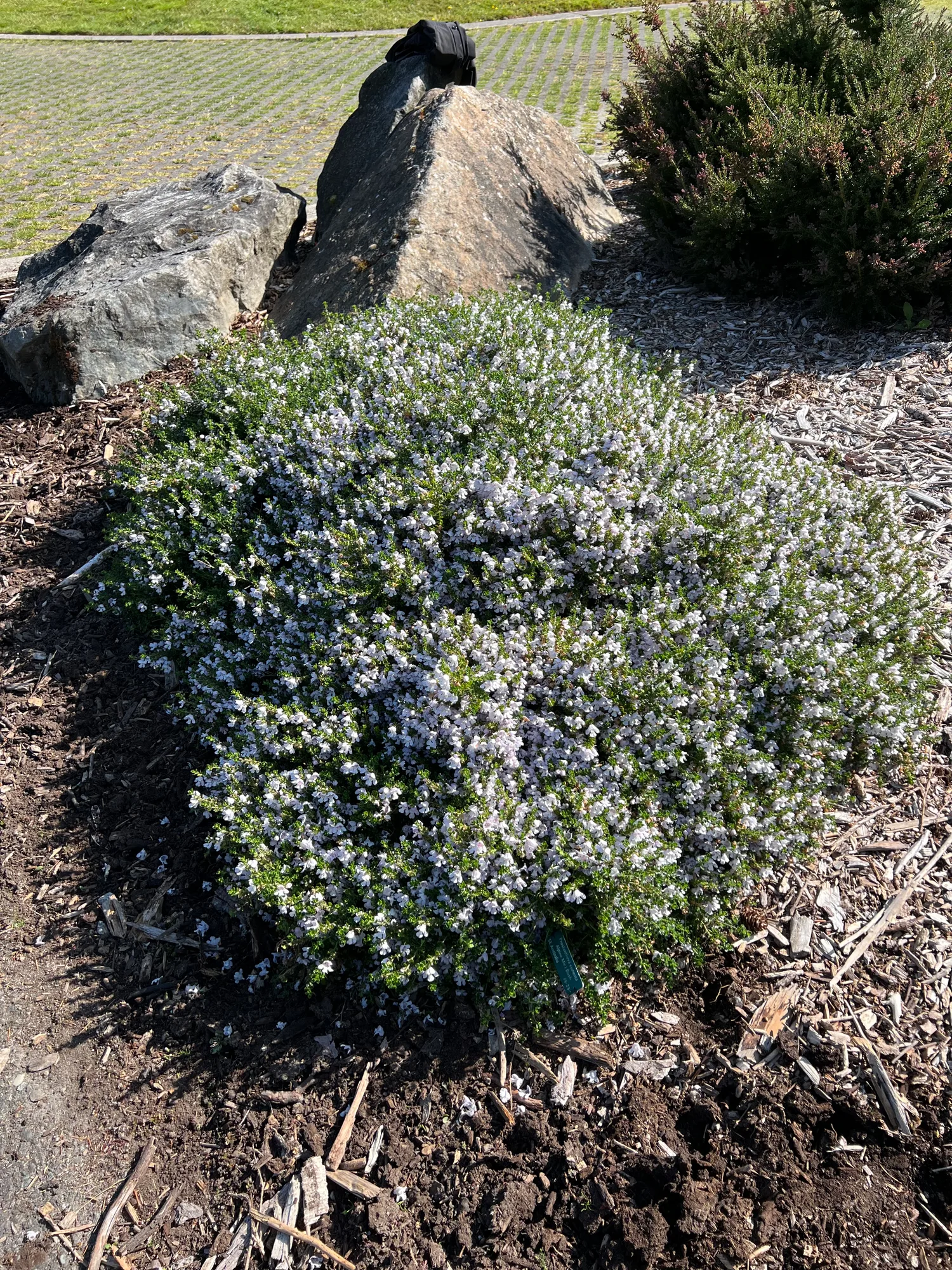 Prostanthera cuneata, alpine mint bush — mounding evergreen (Lamiaceae) (image 4 of 6)