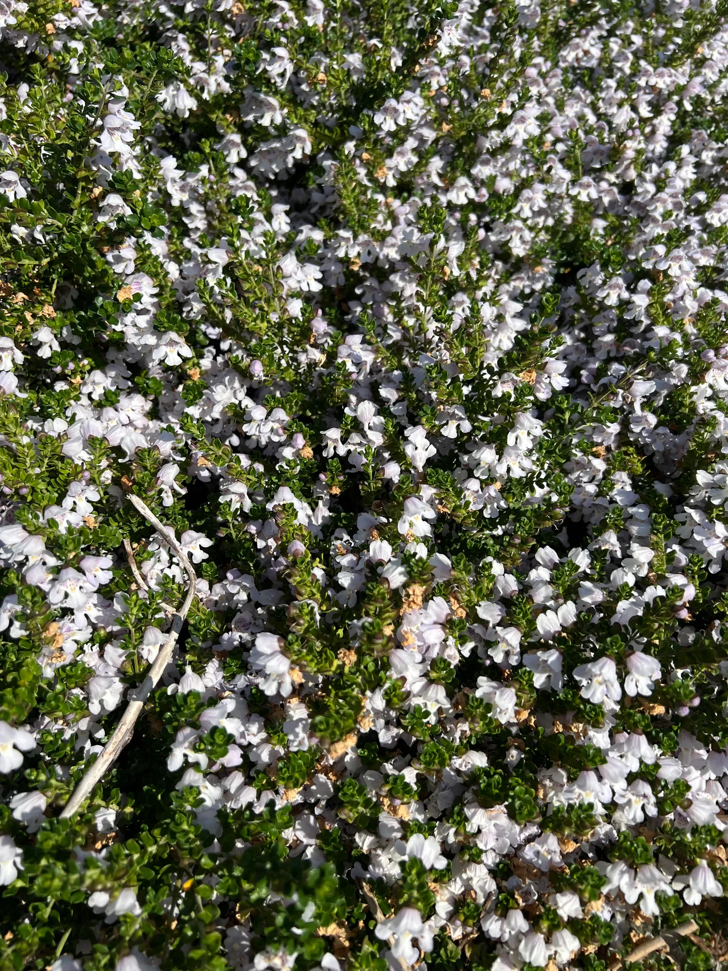 Prostanthera cuneata, alpine mint bush — mounding evergreen (Lamiaceae) (image 5 of 6)