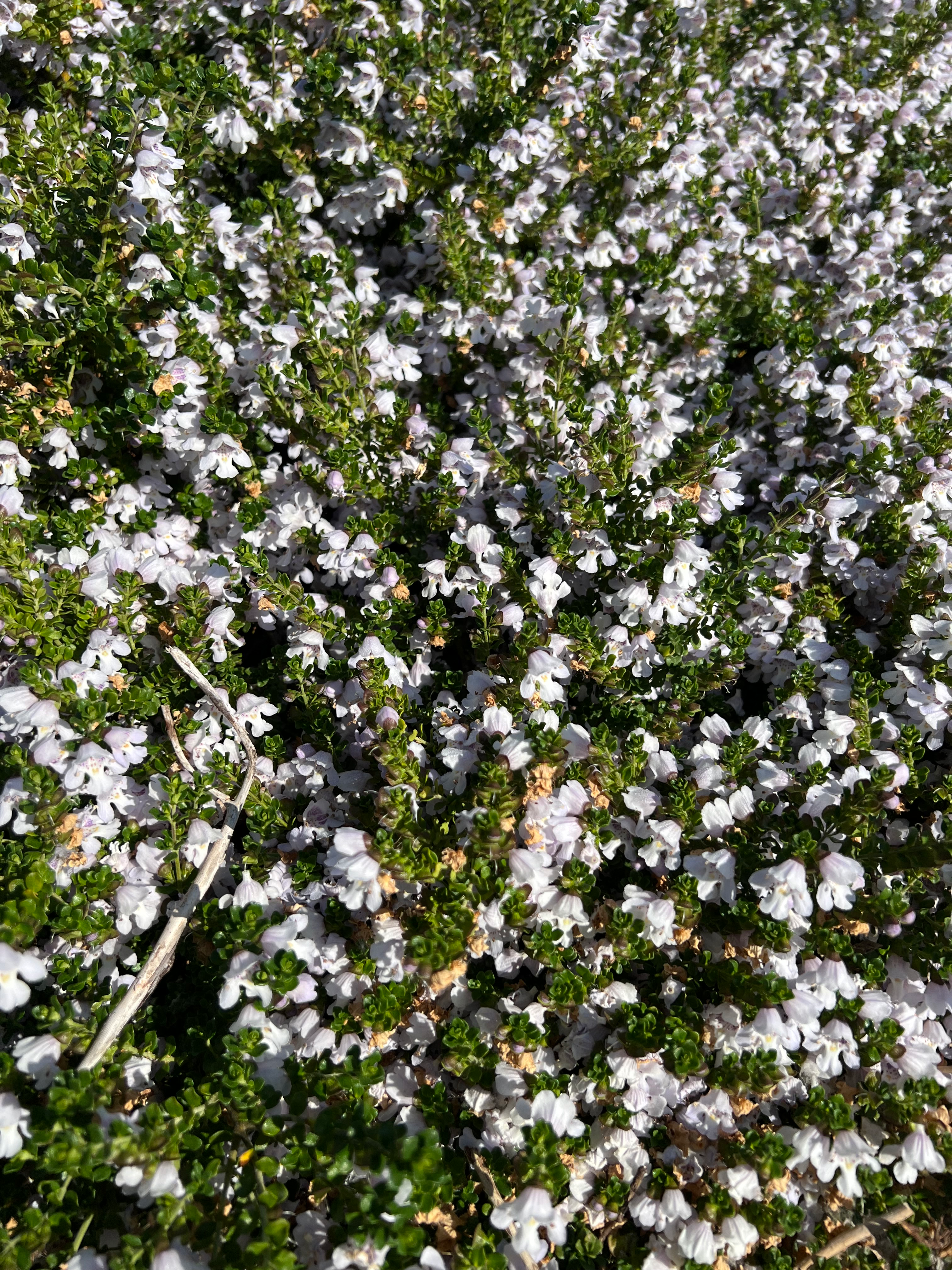 Prostanthera cuneata, alpine mint bush