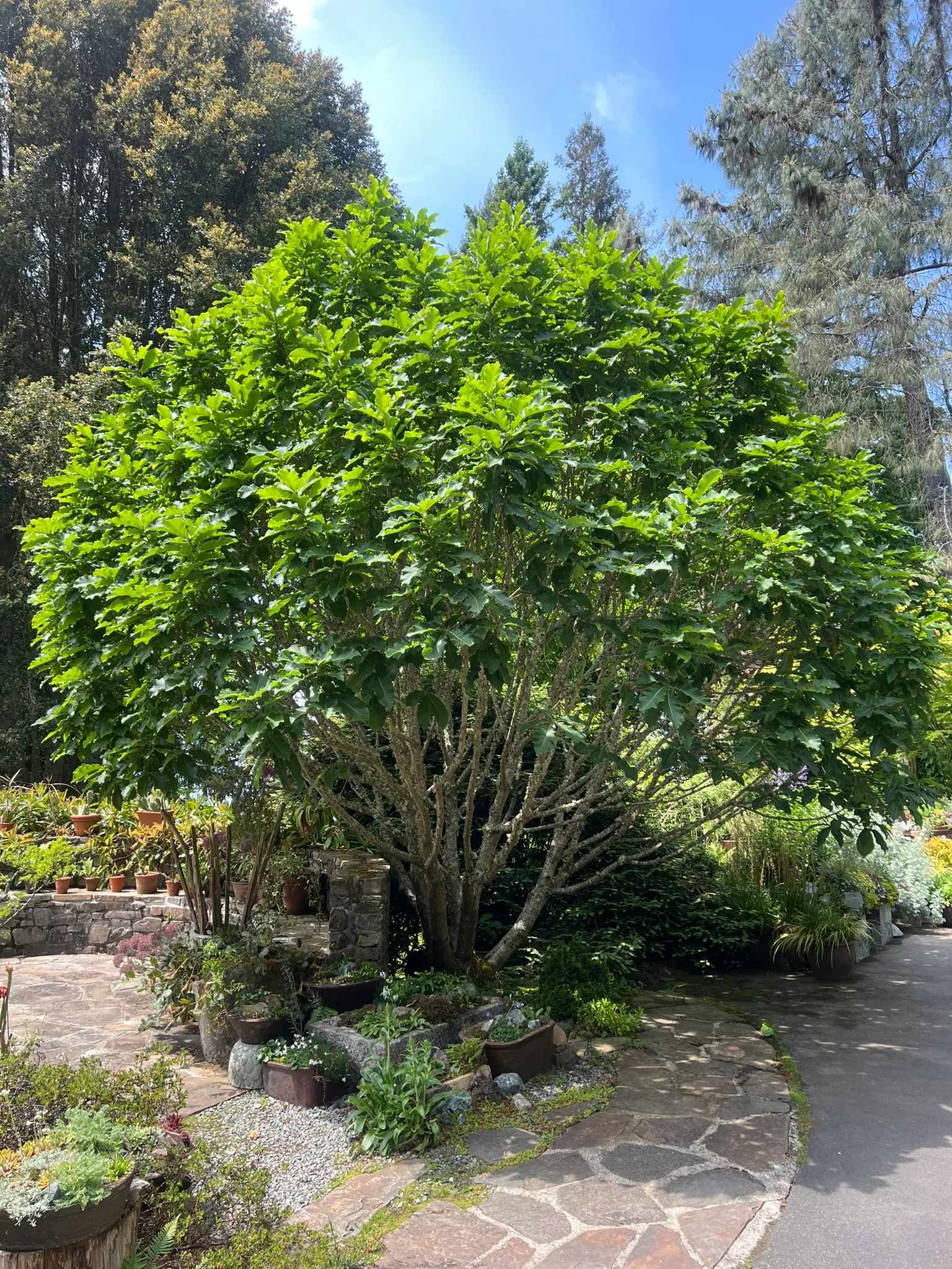 Quercus sadleriana, Sadler's Oak