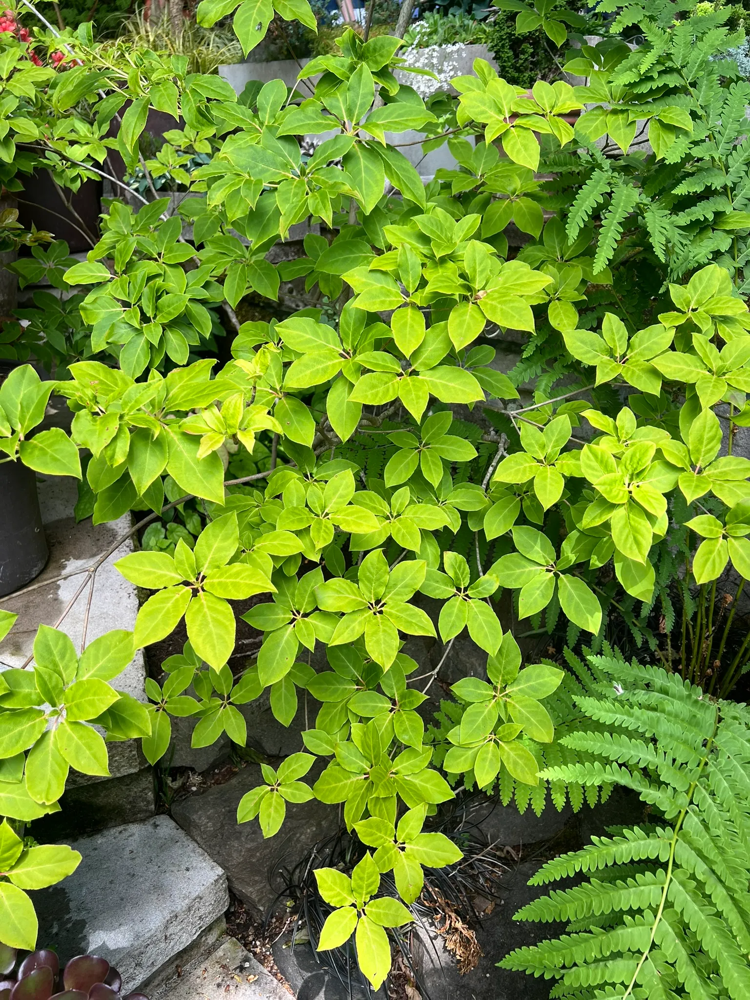 Enkianthus serrulatus, white bell enkianthus