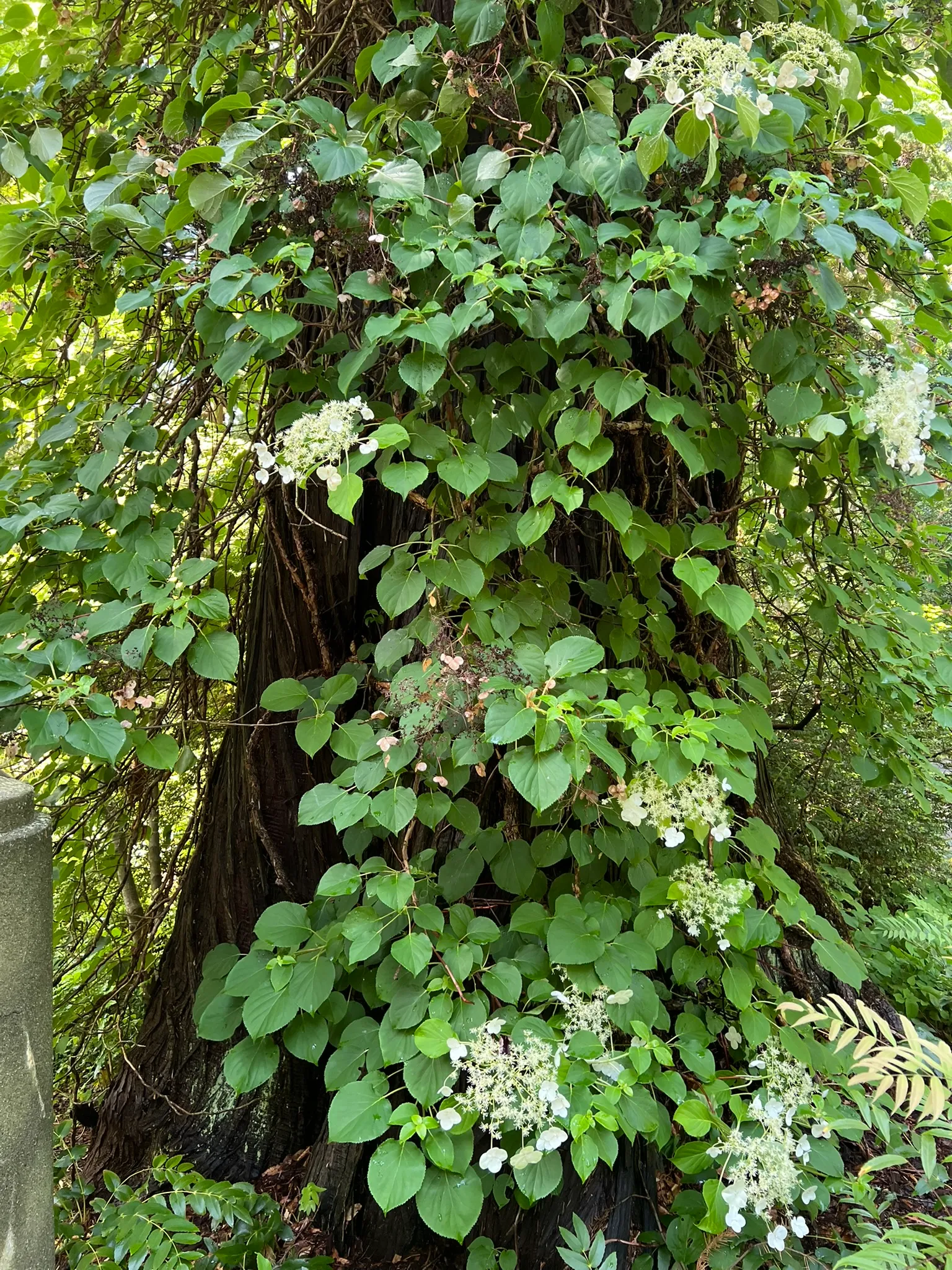Hydrangea anomala ssp. petiolaris, climbing hydrangea