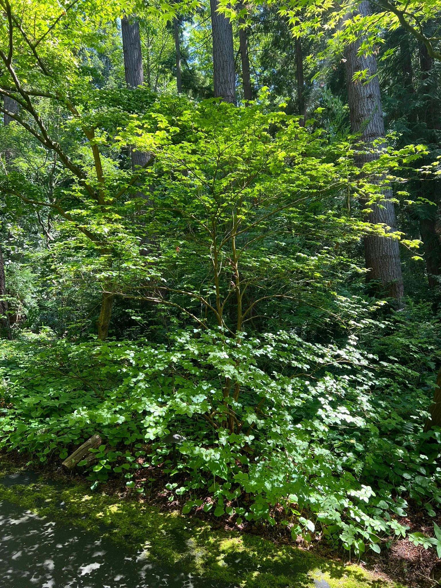 Rhododendron quinquefolium, quinquefolium azalea