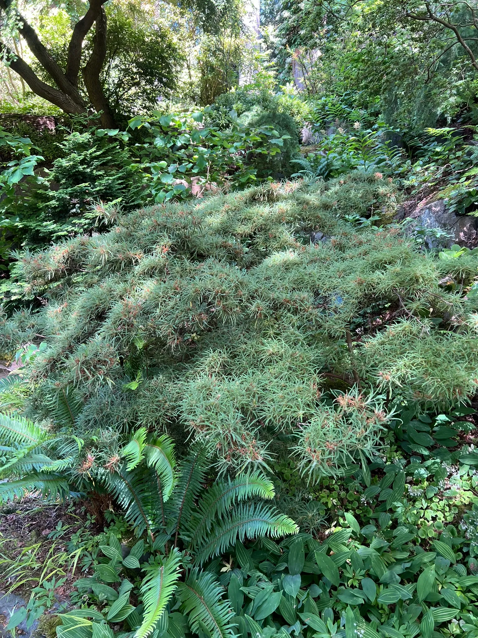 Rhododendron stenopetalum 'Linearifolium', spider azalea