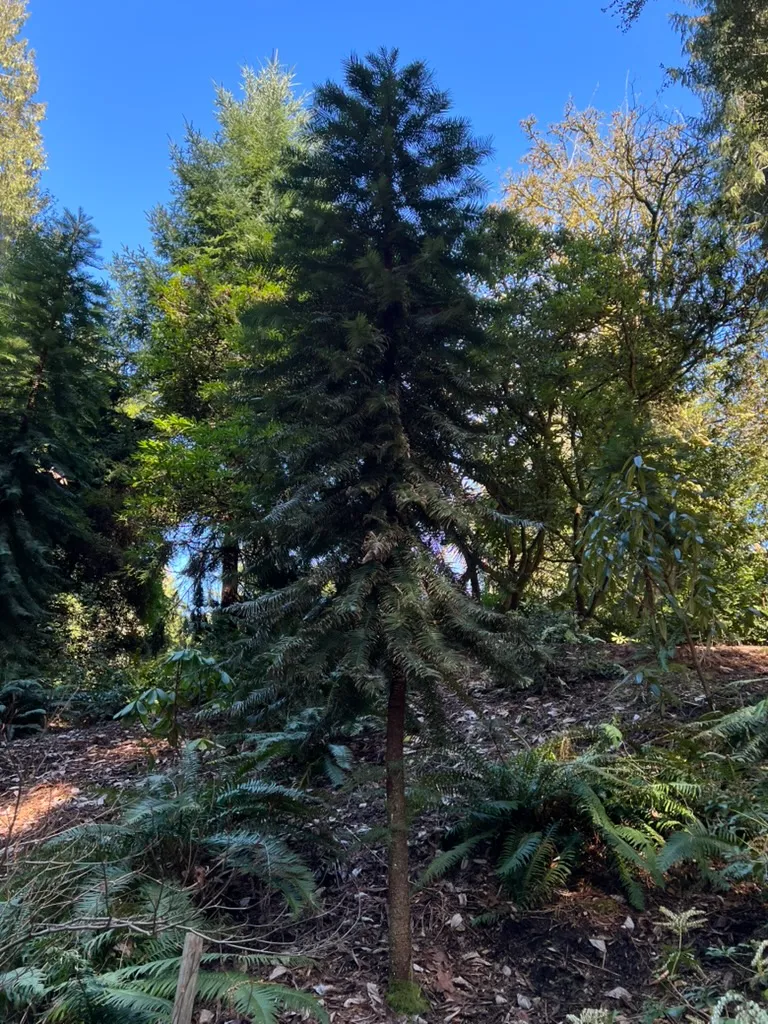 Wollemia nobilis, Wollemi pine