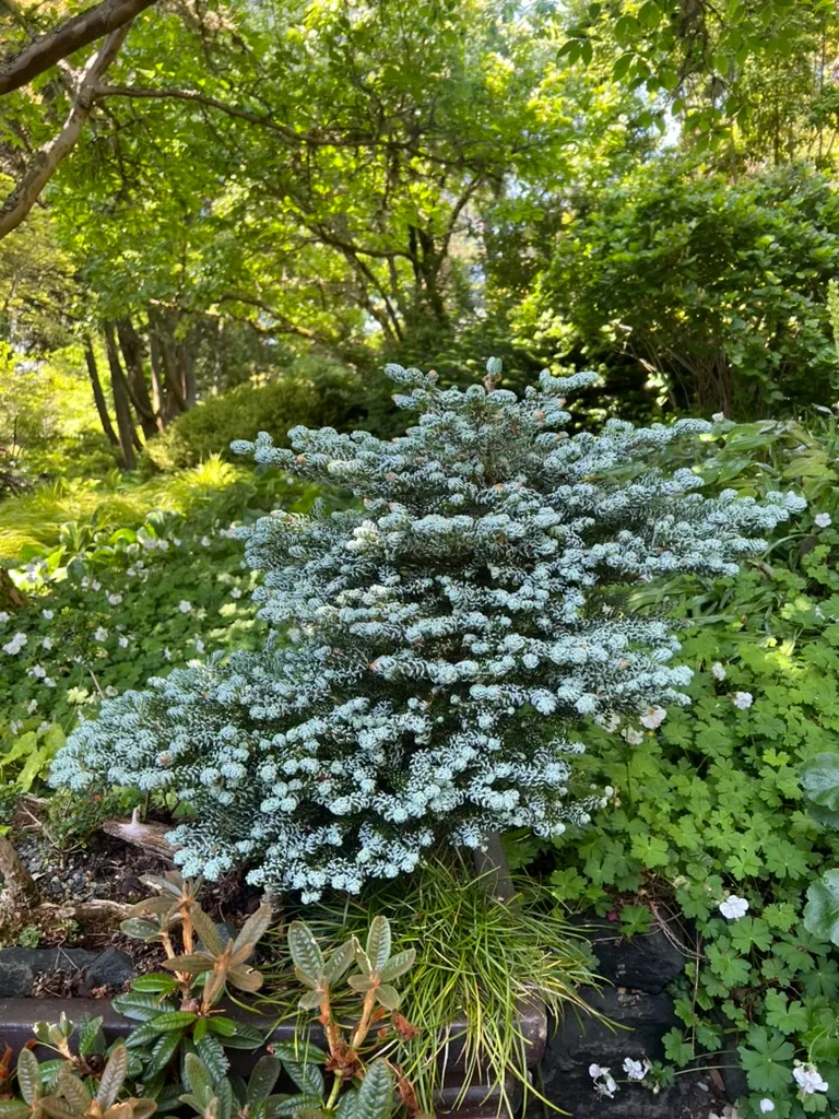 Abies koreana 'Kohout's Ice Breaker', Kohout's ice breaker fir