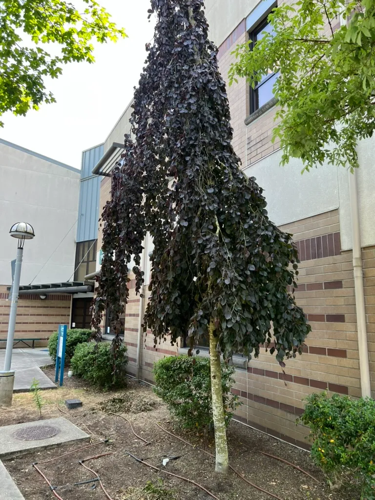 Fagus sylvatica var. atropurpurea atropurpurea 'Pendula', weeping copper beech