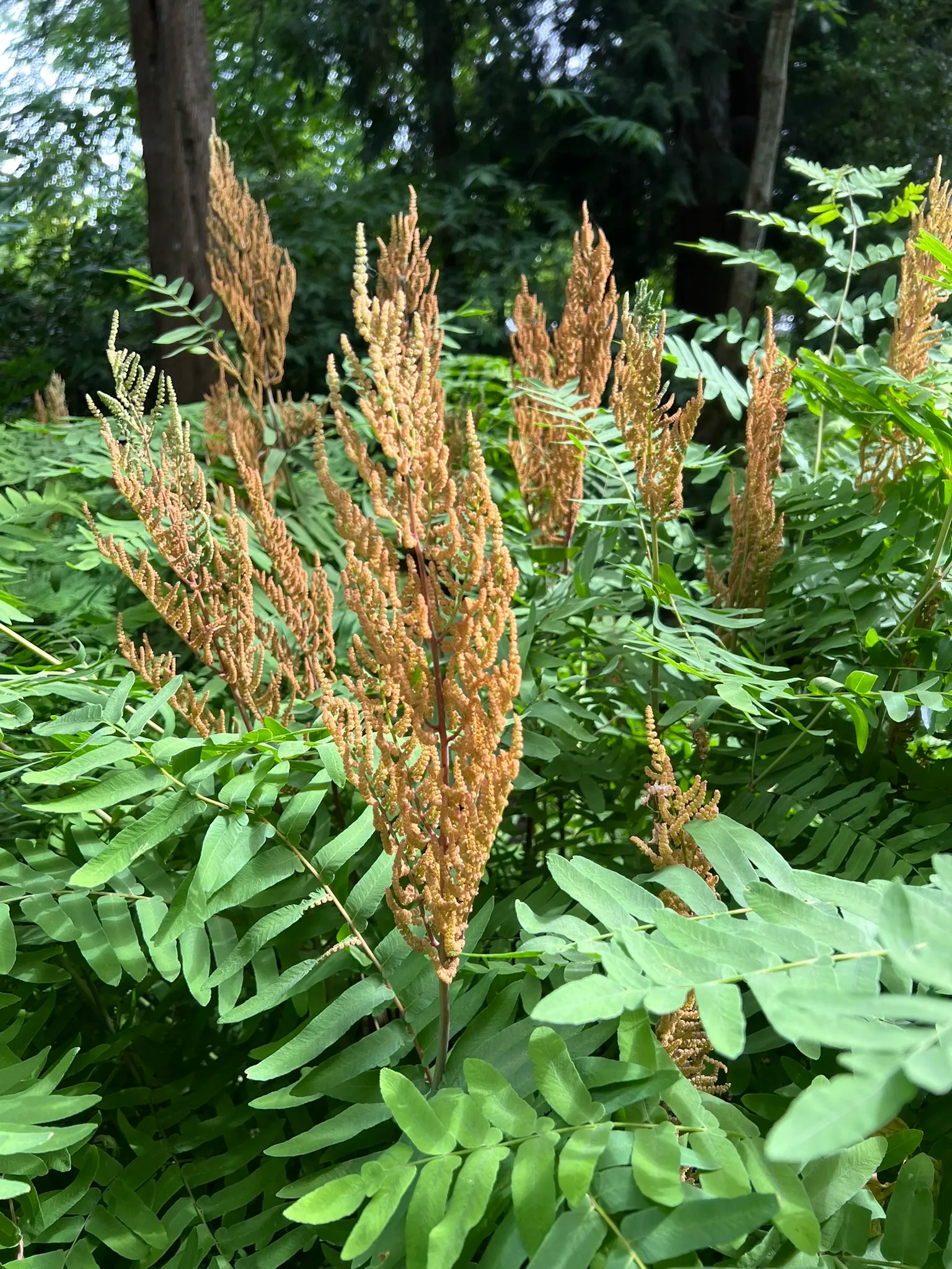 Osmunda regalis, Royal Fern