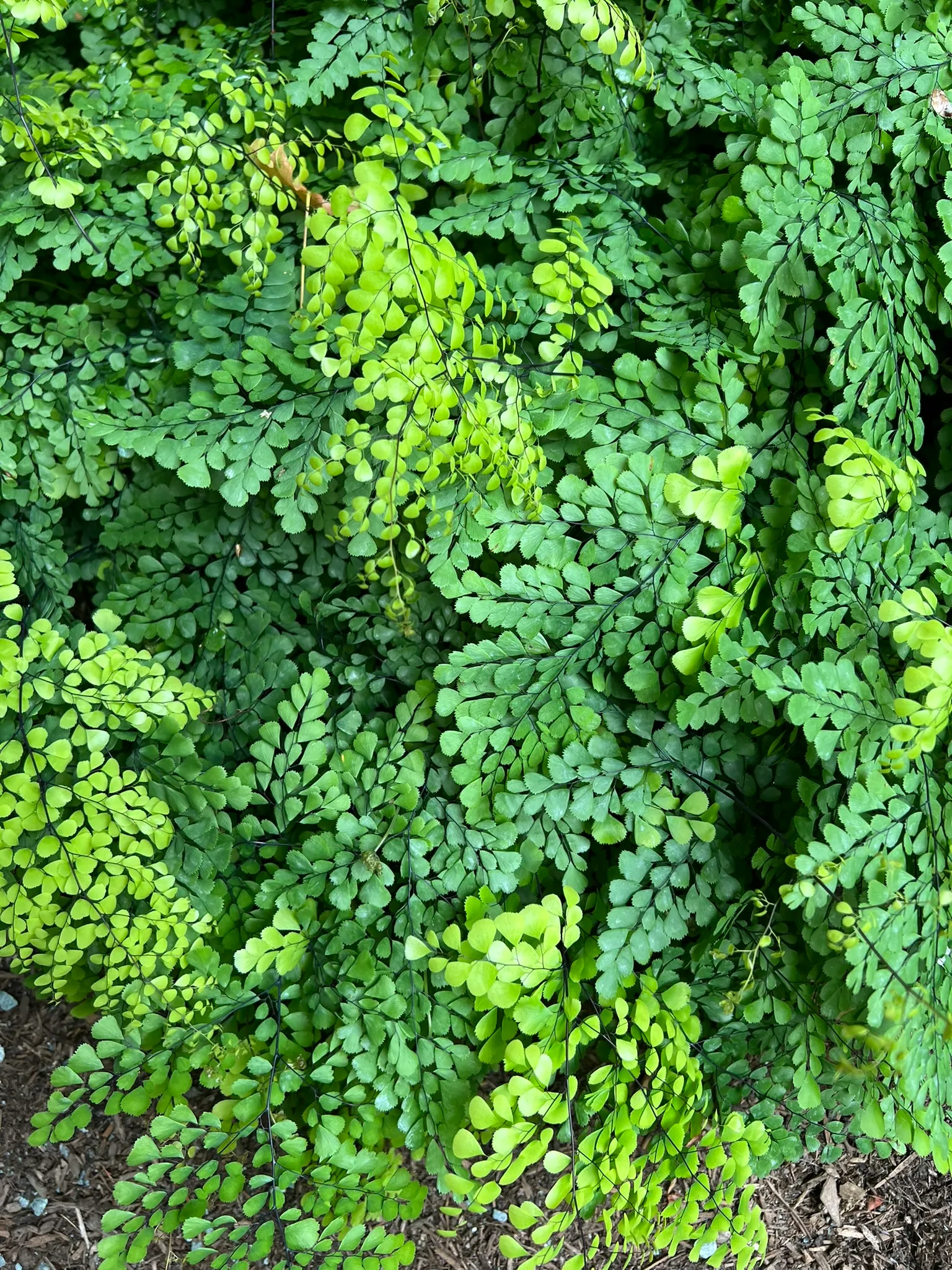 Adiantum venustum, Himalayan maidenhair fern