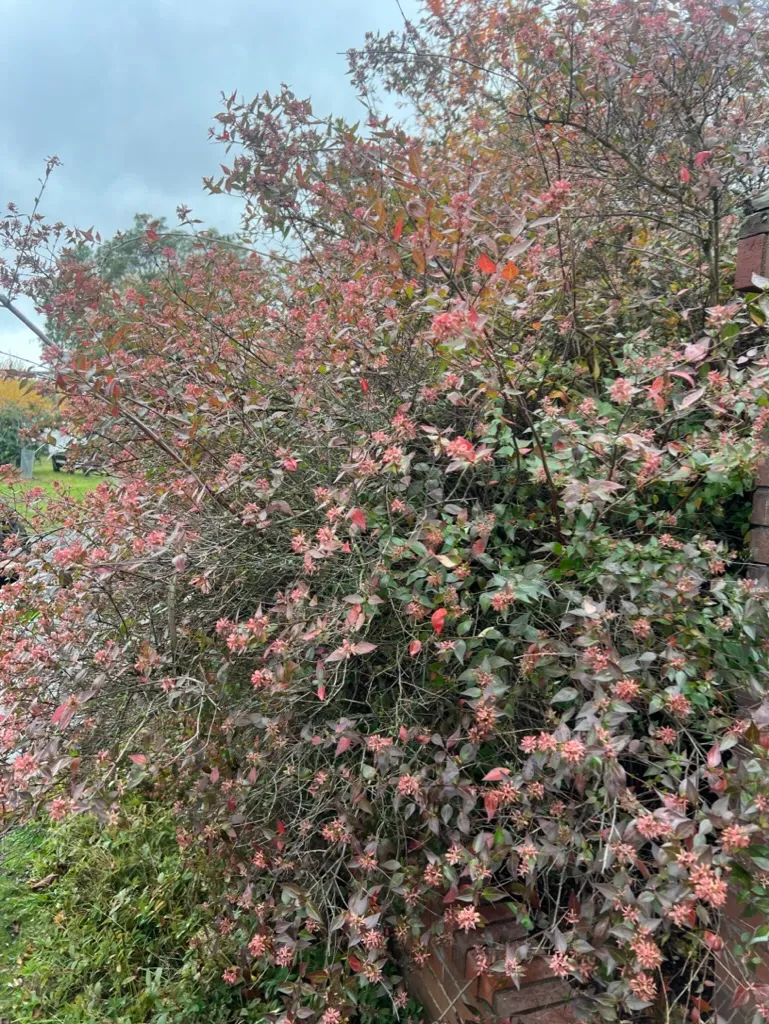 Abelia grandiflora, Glossy Abelia