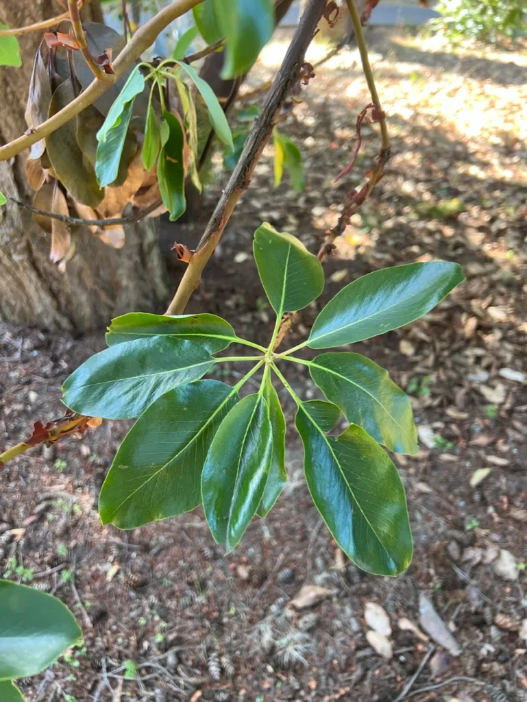 Arbutus menziesii, madrone