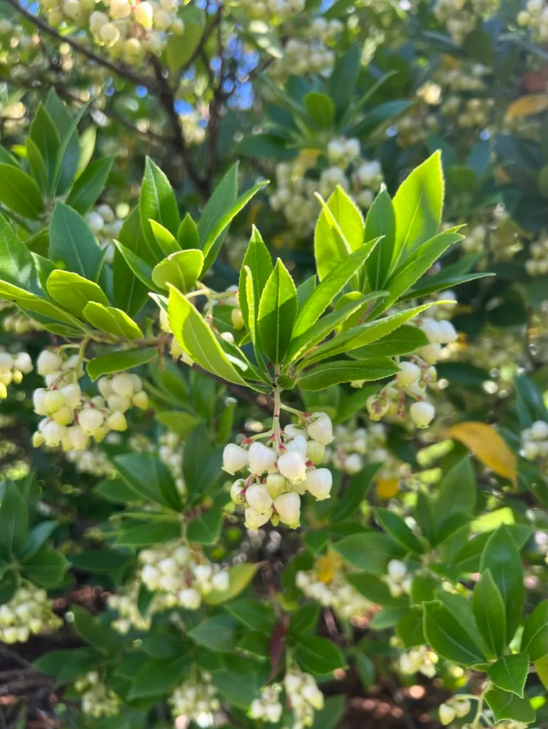 Arbutus unedo, strawberry tree