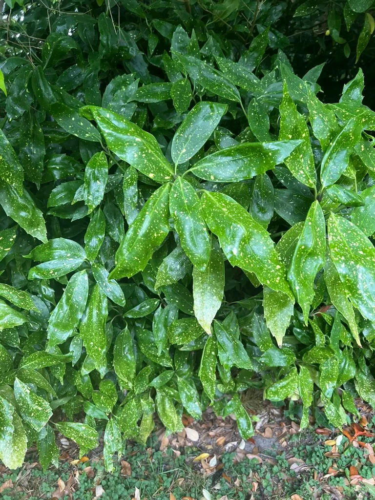 Aucuba japonica 'Gold Dust', Gold Dust aucuba