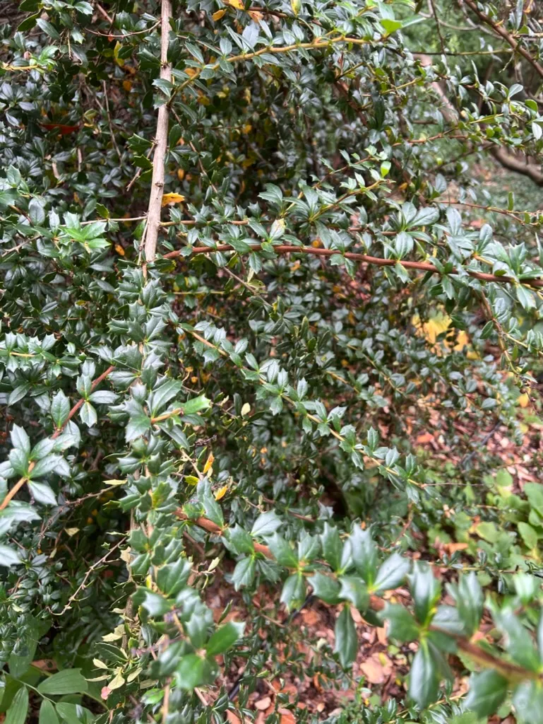 Berberis darwinii, Darwin's barberry