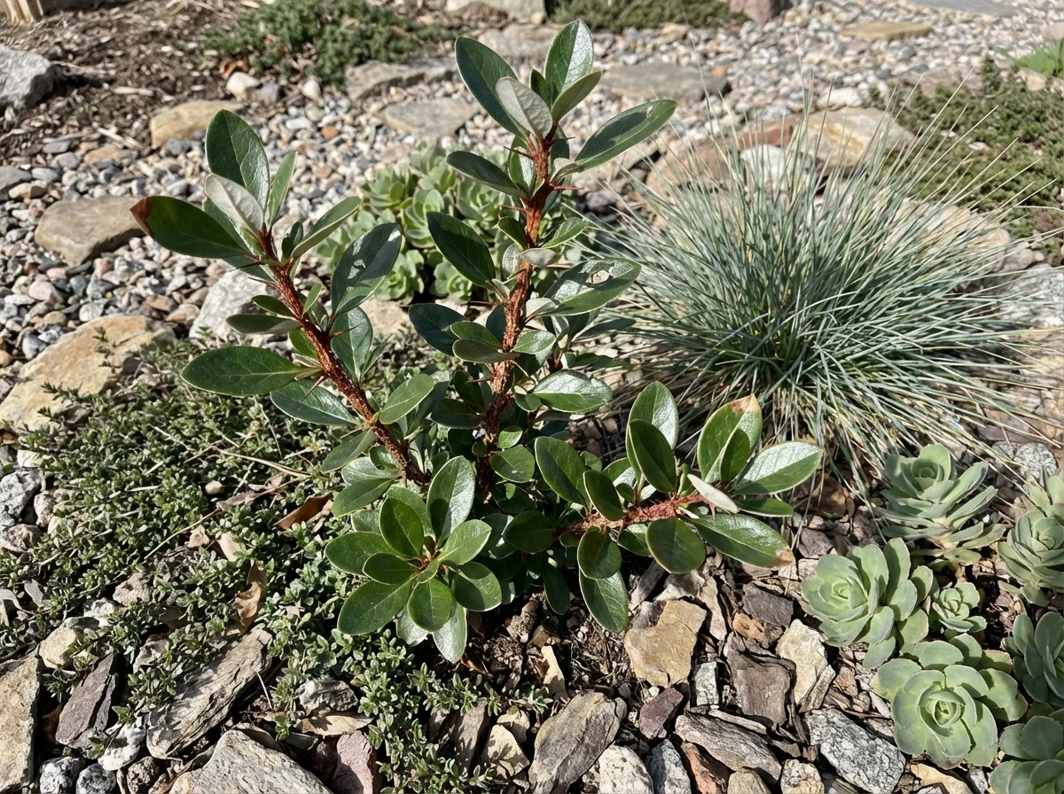 Three-year-old Berberis verruculosa in winter rock garden setting showing characteristic spiny structure, glossy evergreen leaves, and warty-textured stems alongside thyme groundcover and ornamental grasses on stone mulch