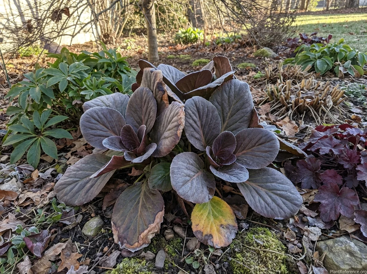 8-year-old Bergenia crassifolia exhibiting dramatic bronze-purple winter foliage color with thick evergreen leaves in winter garden setting with Helleborus, dormant Hosta, and Heuchera companions