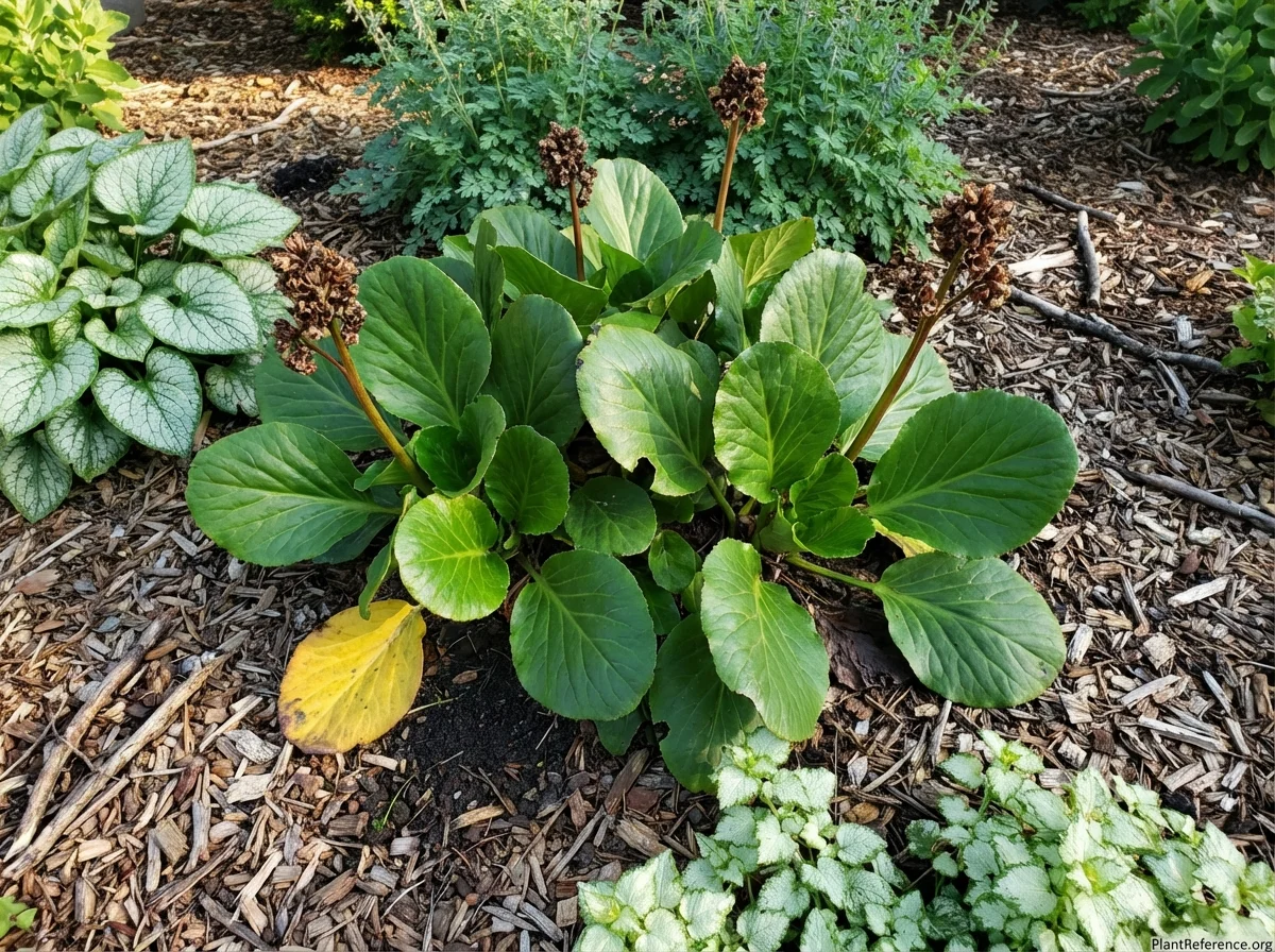 Mature 15-year-old Bergenia crassifolia displaying summer green leathery foliage in multiple rosettes with brown seed heads, planted alongside Brunnera, Corydalis, and Lamium in perennial border