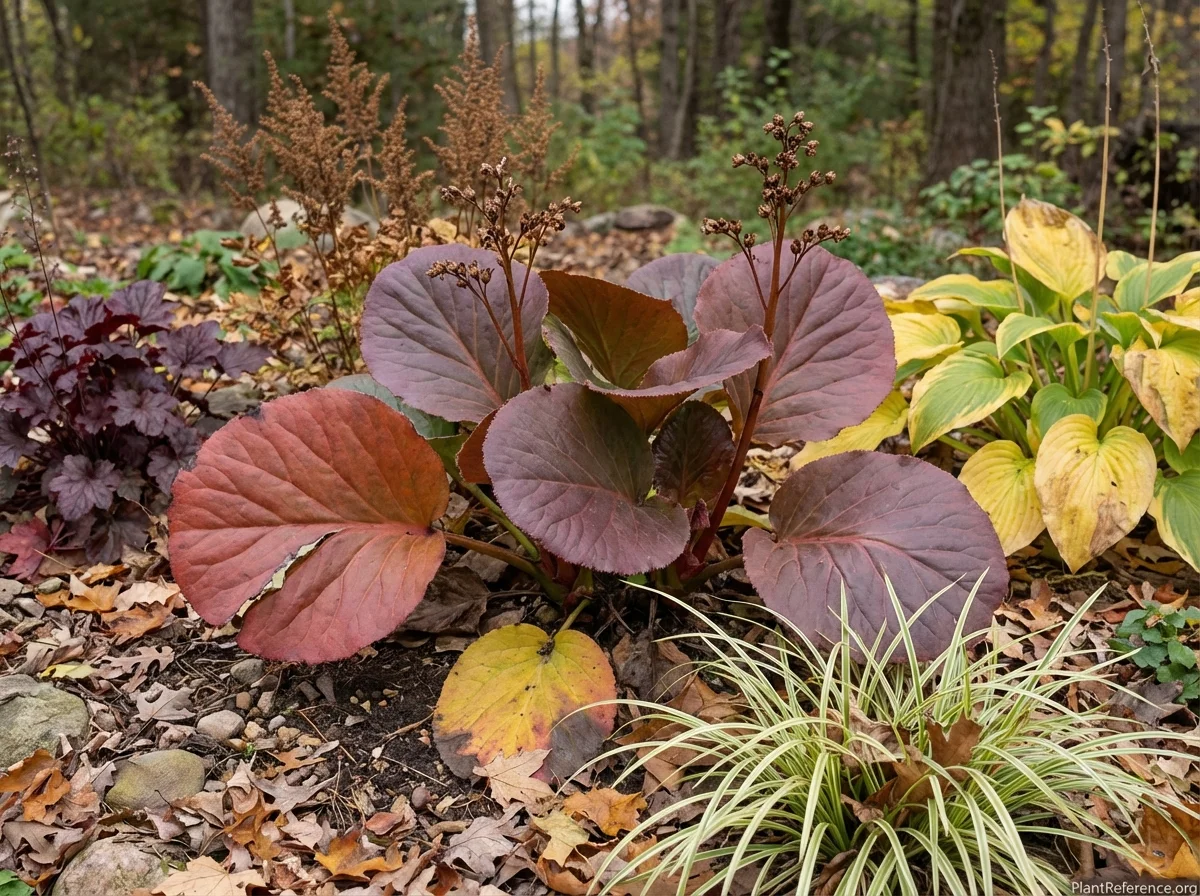 Bergenia ciliata in dramatic fall color transformation with bronze-red to purple leaves and persistent dried flower stems in naturalized woodland setting with autumn companions