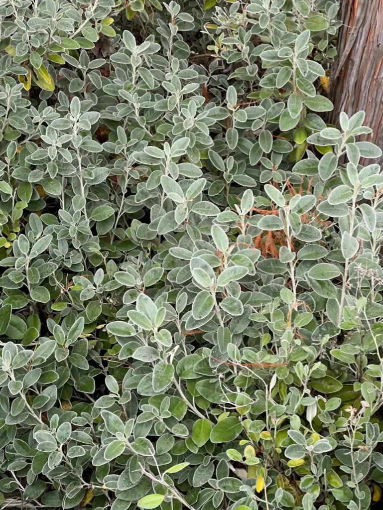 Brachyglottis 'Sunshine', Sunshine Daisy Bush