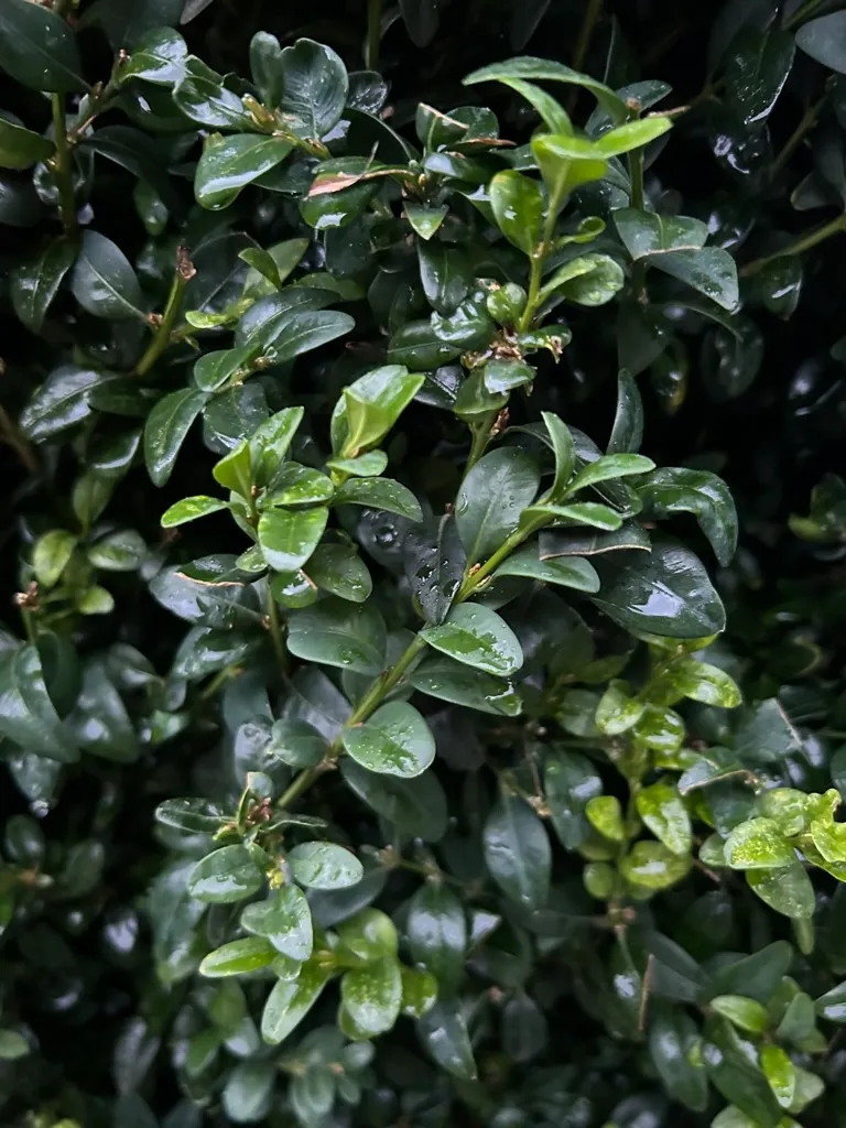 Buxus sempervirens, English Boxwood