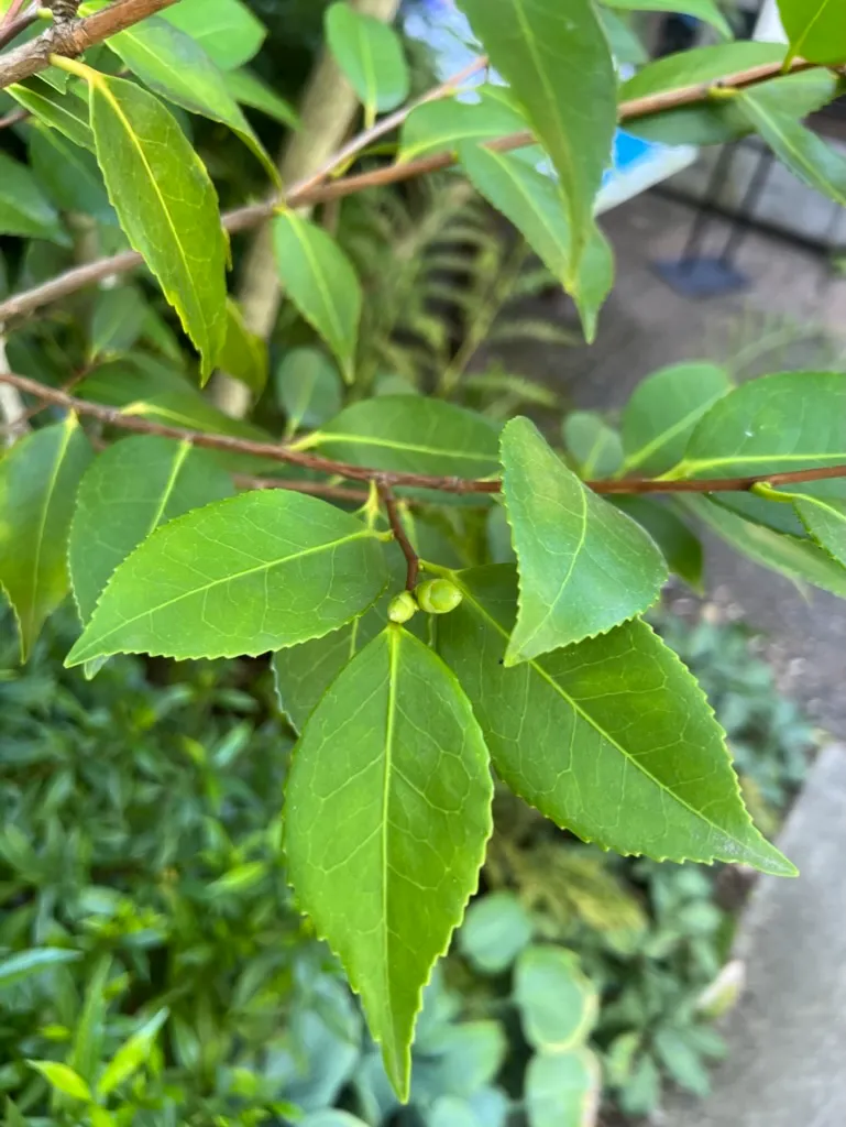 Camellia japonica, Japanese camellia