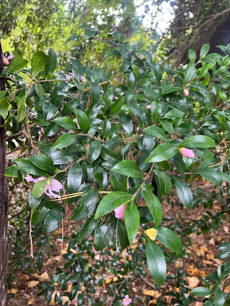 Camellia sasanqua, sasanqua camellia