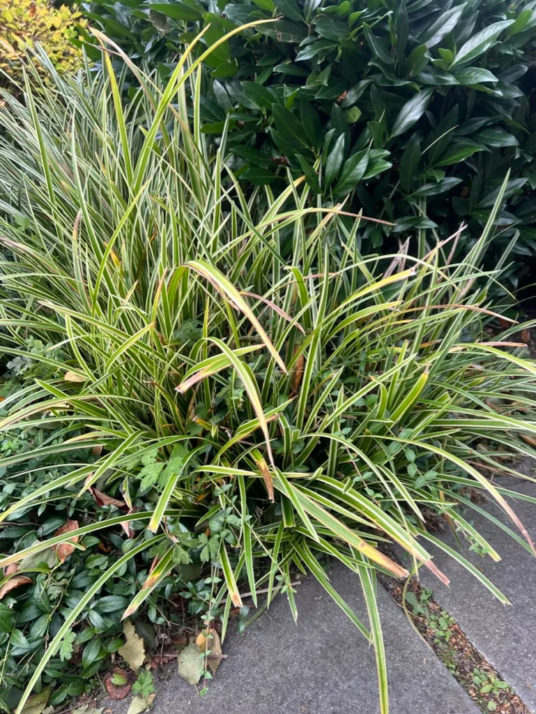 Carex morrowii 'Variegata', Japanese Sedge