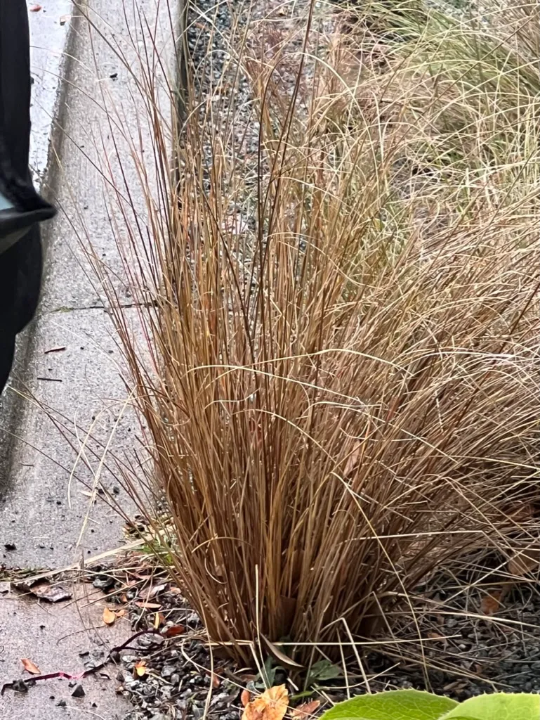 Carex testacea, orange New Zealand sedge