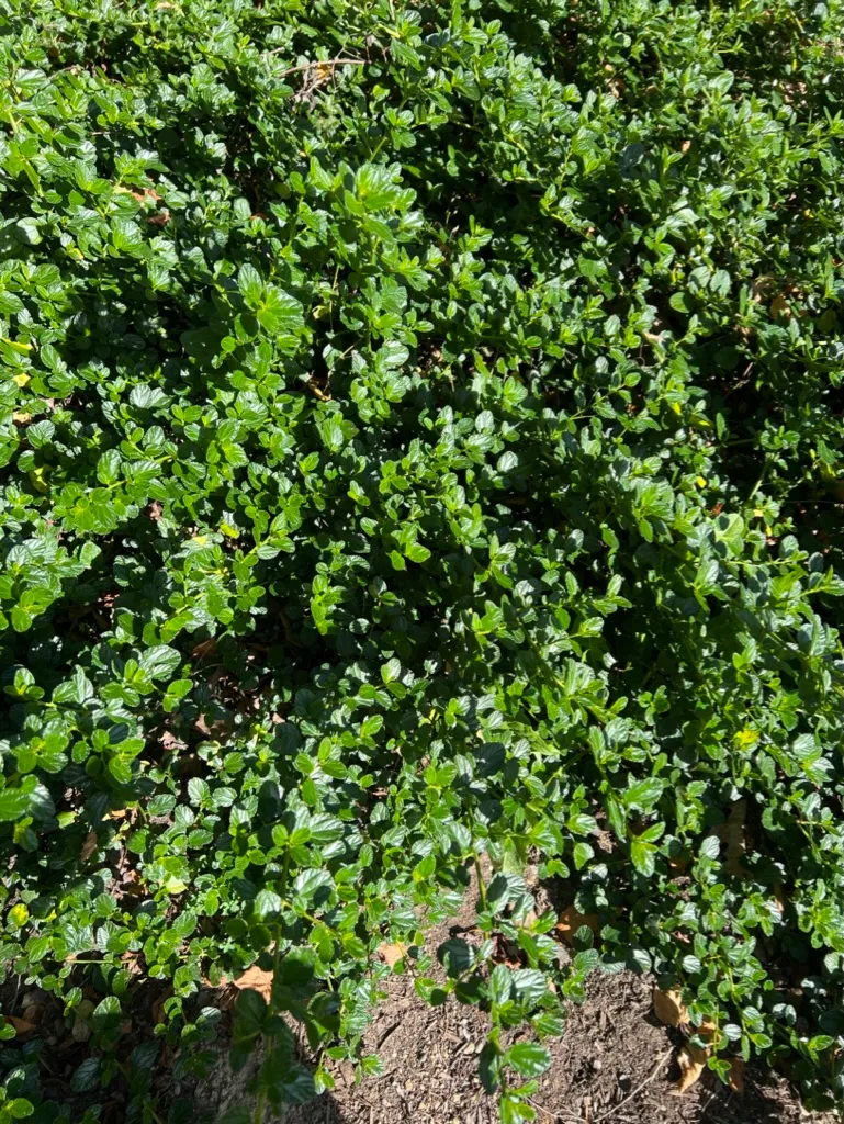 Ceanothus gloriosus, Point Reyes ceanothus