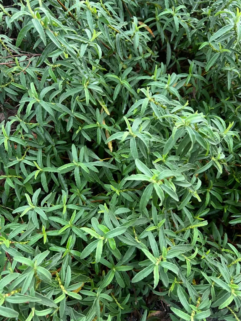 Cistus x purpureus, Orchid Rockrose