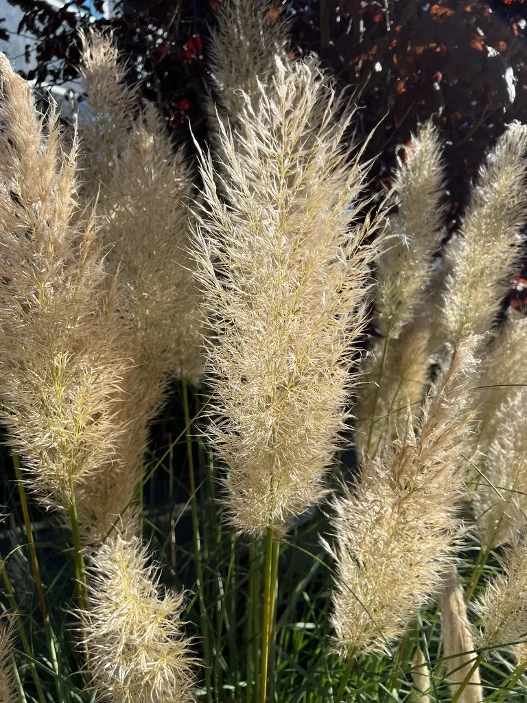 Cortaderia selloana 'Pumila', Dwarf Pampas Grass