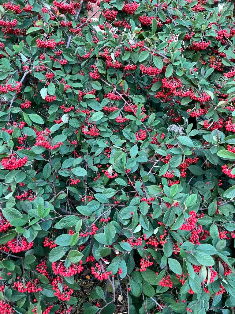 Cotoneaster coriaceus, Parney cotoneaster