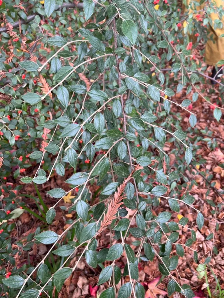 Cotoneaster franchetii, Franchet cotoneaster