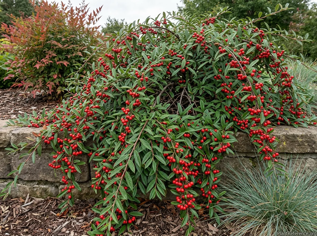 Mature Cotoneaster salicifolius cultivar Repens approximately 15 inches tall and 5 feet wide cascading over a low stone retaining wall with abundant bright red berries along arching stems and slight bronze coloring on outer stems, October, with Nandina domestica behind.