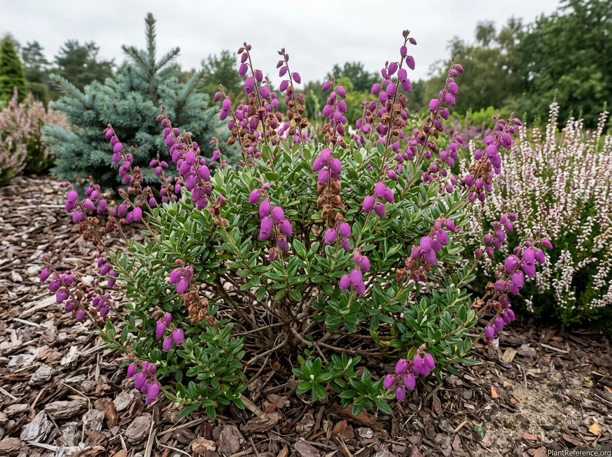 Mature Daboecia cantabrica approximately 15 inches tall in a heather garden with numerous upright flowering stems bearing terminal racemes of nodding purple-magenta urn-shaped flowers in profuse display, some with spent brown flowers at base, September, with Calluna vulgaris and dwarf Picea.