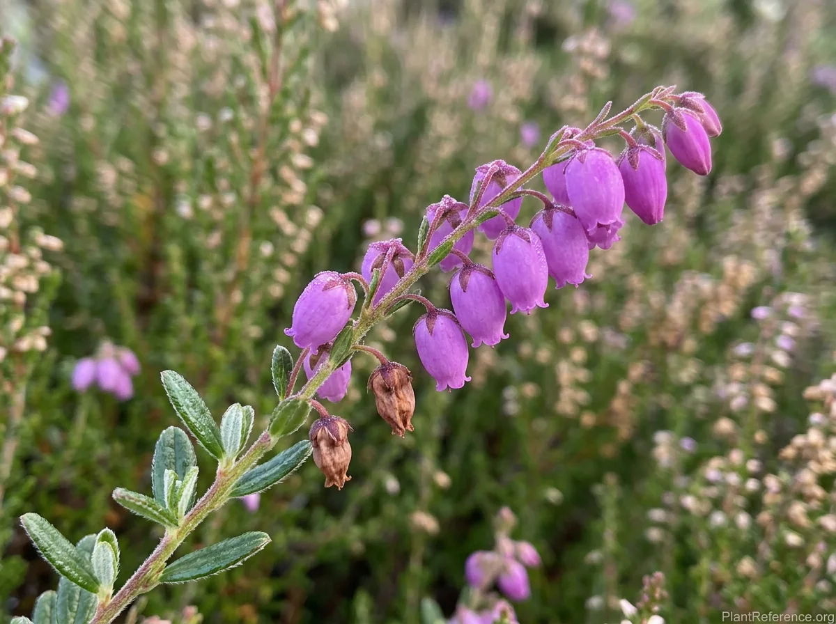 Close-up of Daboecia cantabrica terminal raceme showing 10–12 nodding urn-shaped purple-magenta flowers 1/3–1/2 inch long with 4-lobed corolla openings, spent brown flowers at raceme base, and small oval leaves with glossy dark green upper surface and distinctly white glandular-hairy underside.