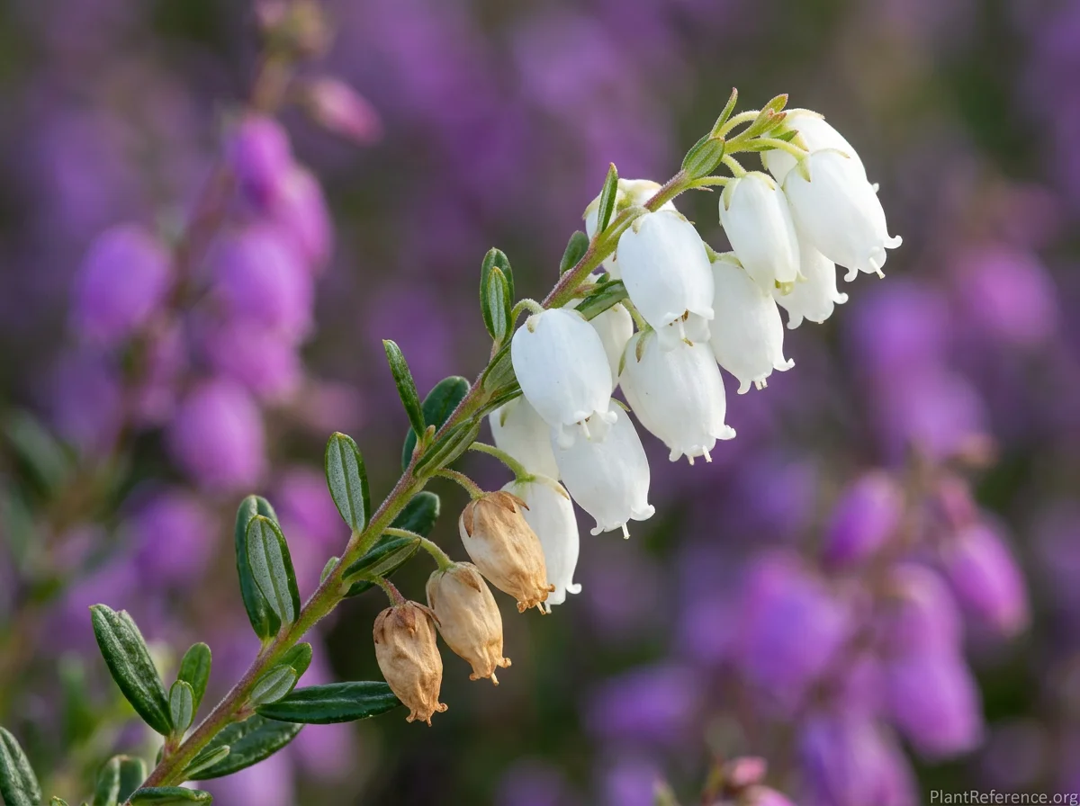 Close-up of Daboecia cantabrica f. alba terminal raceme showing 10–12 pure white nodding urn-shaped flowers with 4-lobed corolla openings and tan-brown spent flowers at raceme base, with small oval leaves showing glossy dark green upper surface and white glandular underside, softly blurred purple Daboecia in background for color contrast.