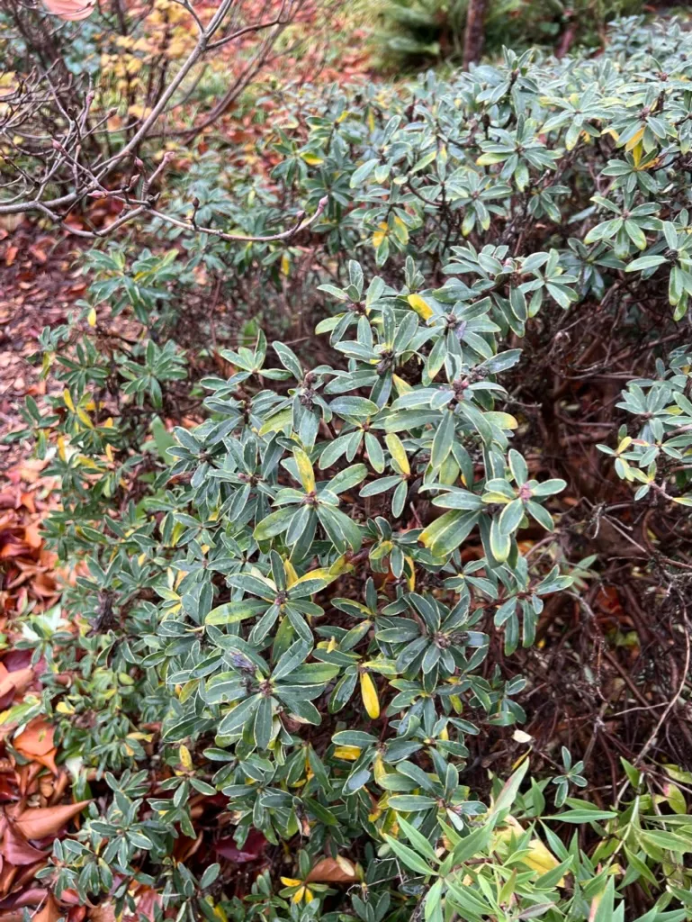 Daphne x transatlantica 'Summer Ice', Summer Ice hybrid daphne