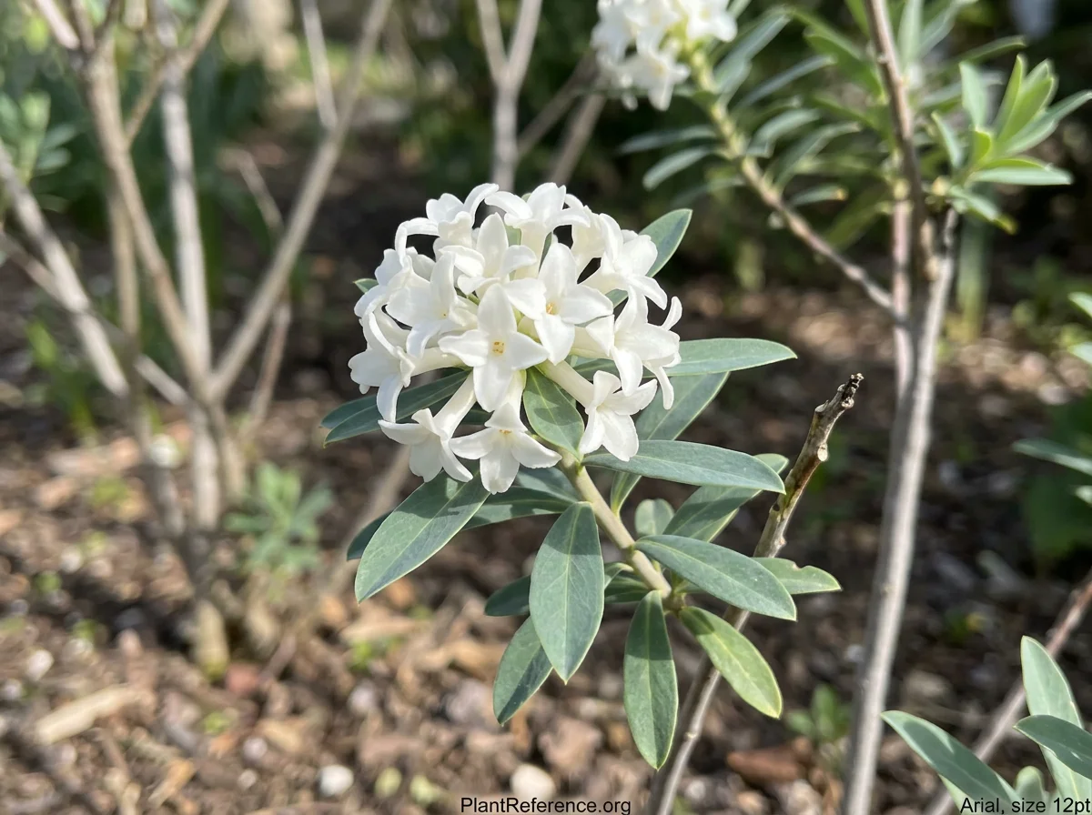 Close-up of Daphne caucasica branch tip showing a tight cluster of 14–16 pure white tubular flowers with four spreading lobes, with alternately arranged lanceolate blue-green leaves clearly showing the diagnostic gray-green to blue-green color (not dark glossy green), slender smooth stem, May.