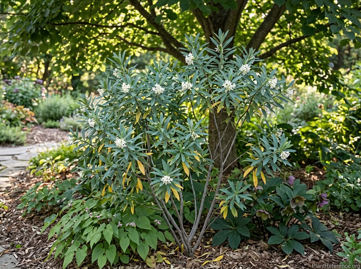 Mature Daphne caucasica approximately 4 feet tall in mixed border late August showing upright vase form with semi-evergreen blue-green leaves and scattered secondary white flower clusters at branch tips, yellowing lower leaves indicating seasonal transition, Epimedium and Helleborus as ground companions, dappled shade.
