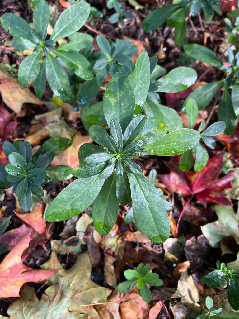 Daphne laureola, spurge daphne
