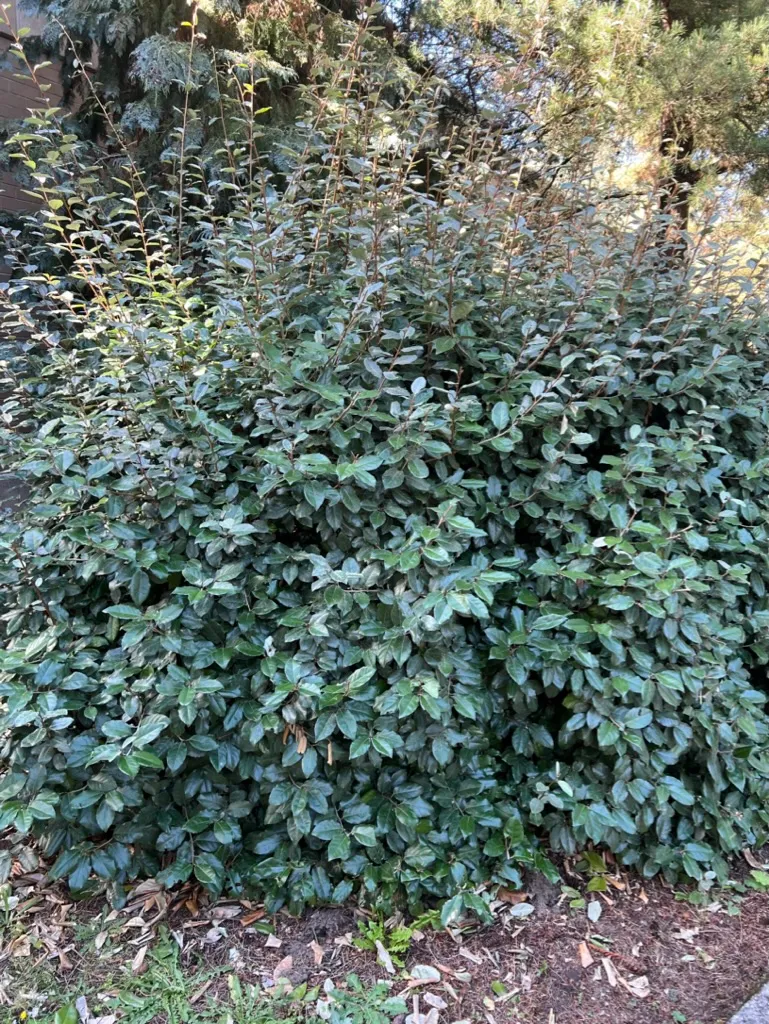 Elaeagnus pungens, silverberry