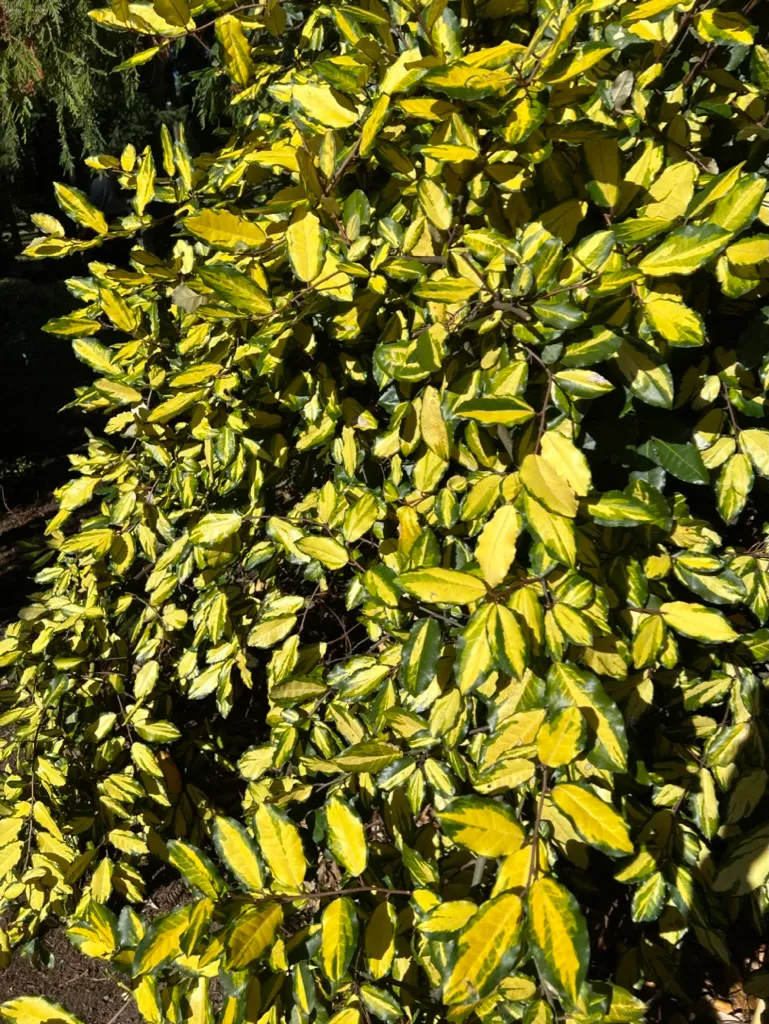 Elaeagnus pungens 'Maculata', Golden Variegated Elaeagnus